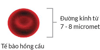 Tế bào hồng cầu