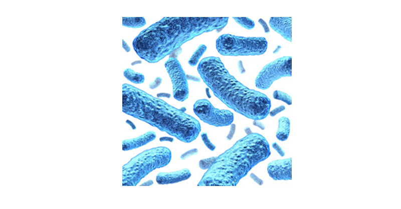 Chất gây ô nhiễm trong nước uống – Vi khuẩn Escherichia coli, E. coli
